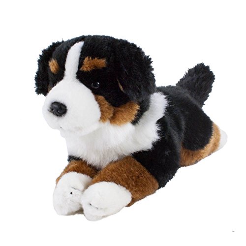 Teddys Rothenburg Berner Sennenhund Kurzhaar