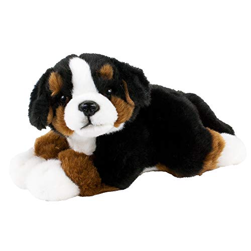 Teddys Rothenburg Berner Sennenhund Kurzhaar