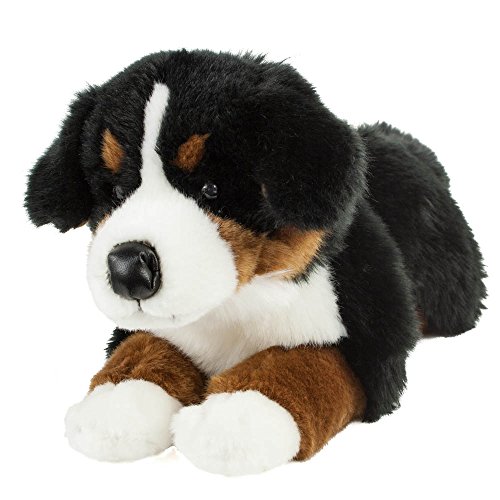 Teddys Rothenburg Berner Sennenhund Kurzhaar