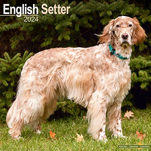 Avonside Publishing Ltd English Setter