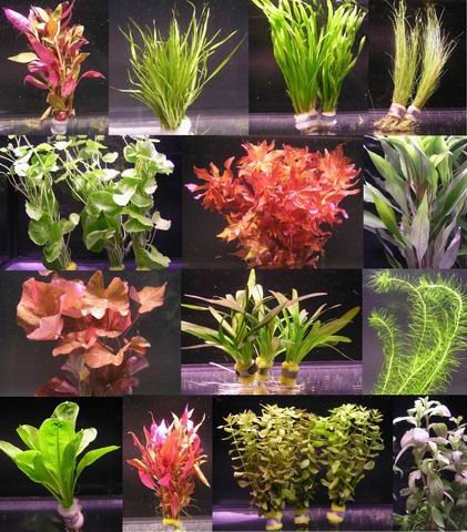 Wfw Wasserflora Aquarium Pflanzen Set